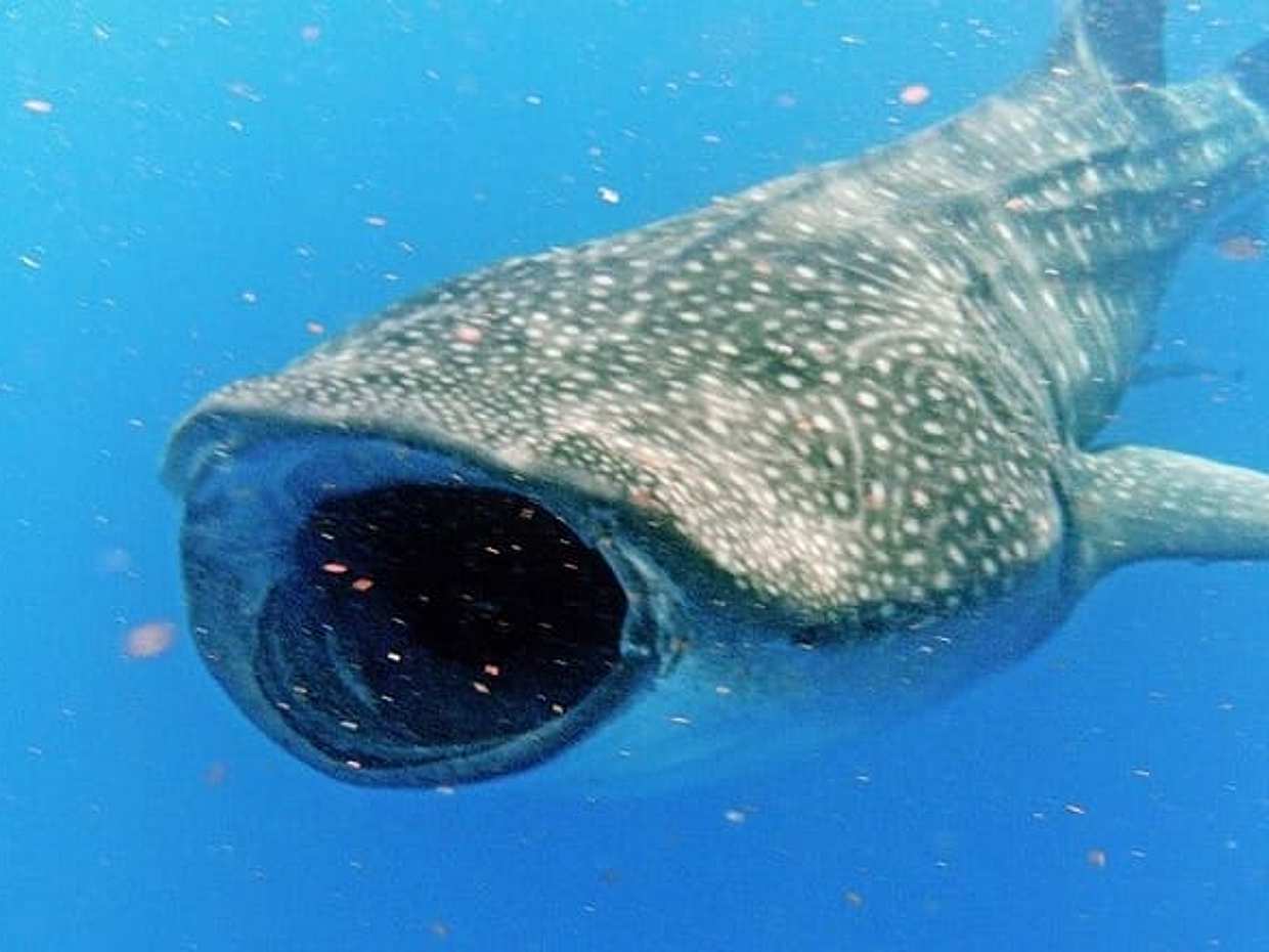 Adventure and Snorkel with the Whale Shark from Puerto Morelos