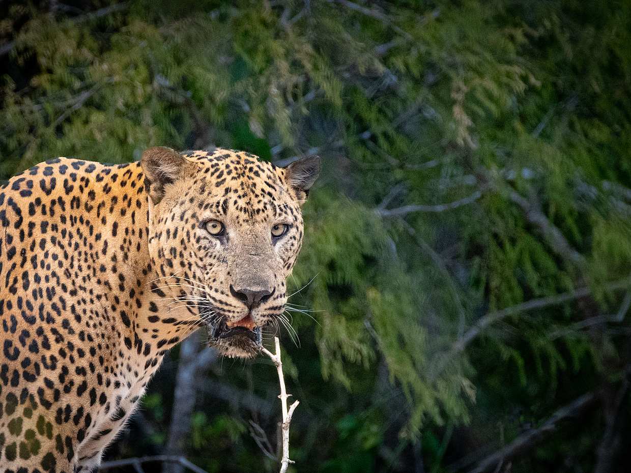 Full Day Safari in Yala National Park in Sri Lanka