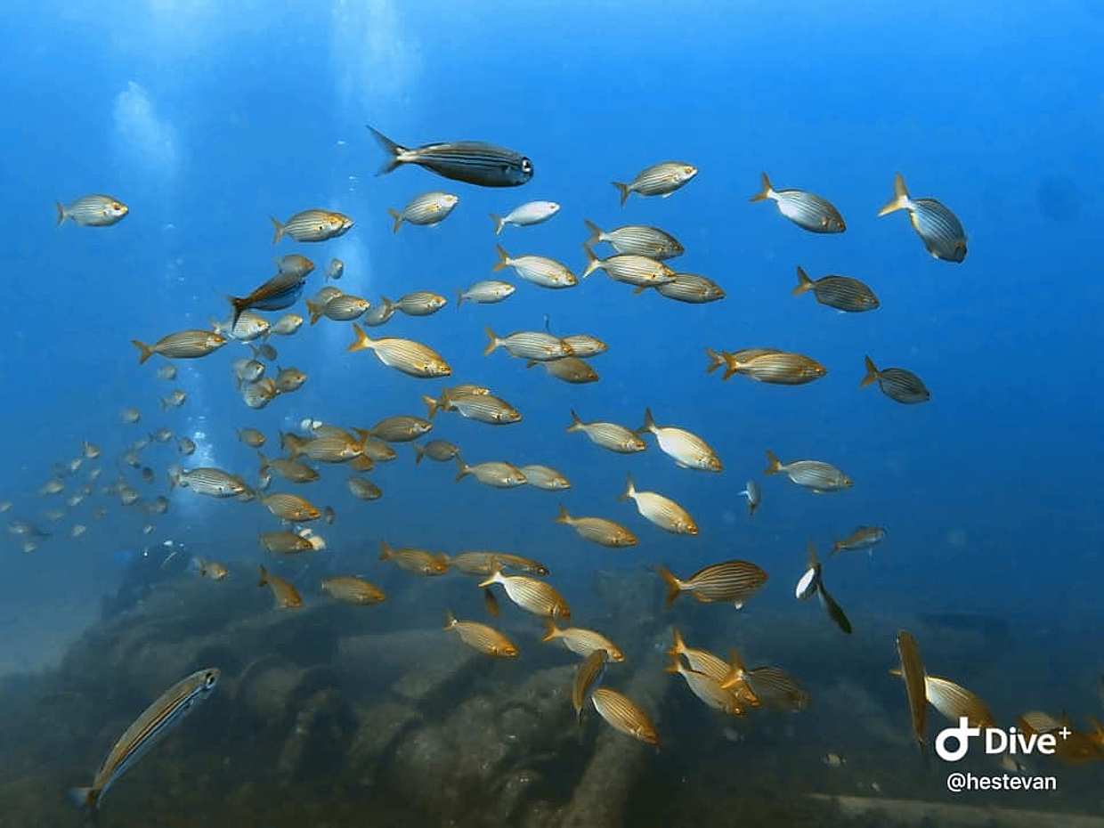 Become a Certified Open Water Diver from Azores - Santa Maria Island  - Your Underwater Adventure Starts Here! in Portugal, photo 2