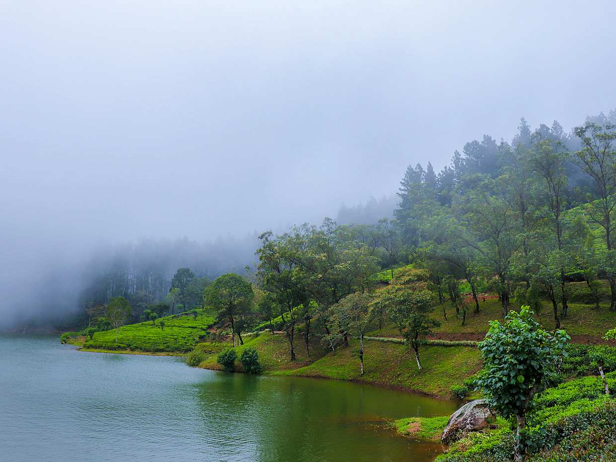 Sri Lanka, Kandy'de Özel Orman Seferi Turu
, photo 2