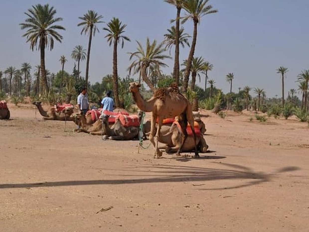 Camel Ride in Marrakech Palm Grove, photo 5