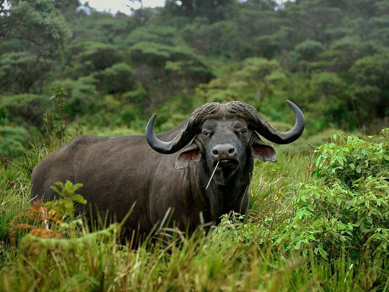Arusha National Park Full-day Tour in Tanzania, photo 3