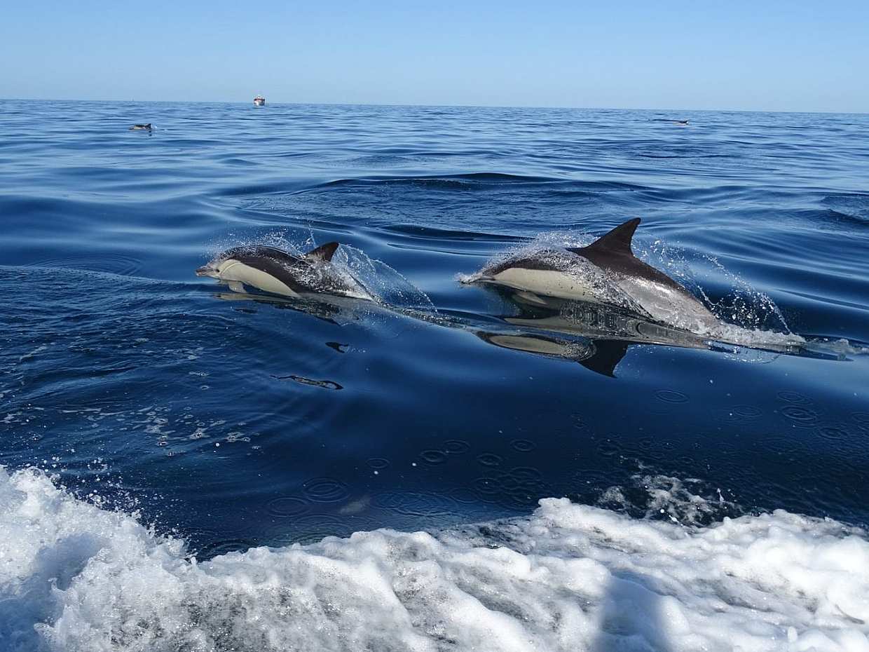Algarve Dolphin Watching Tour in Faro, Portugal, photo 3