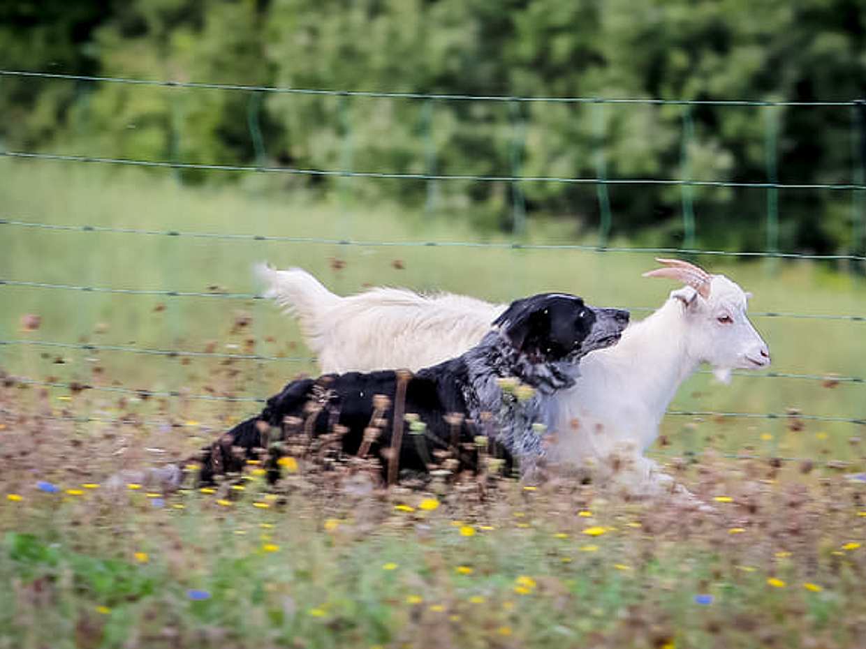 San Leo Cashmere: Grazing with the Shepherd, photo 4