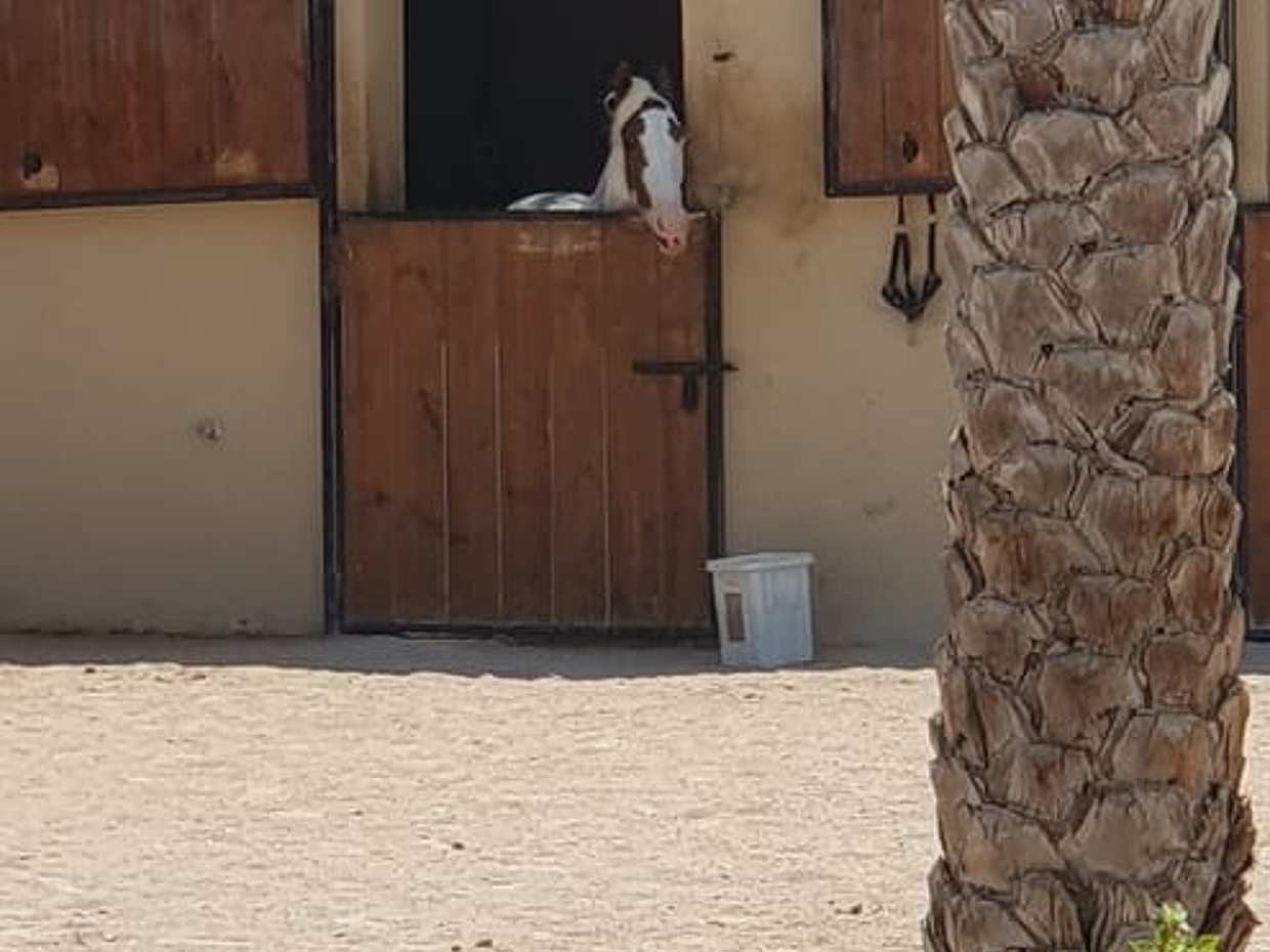 Hurghada Horseback Riding - 2 Hours Beach Ride, photo 4