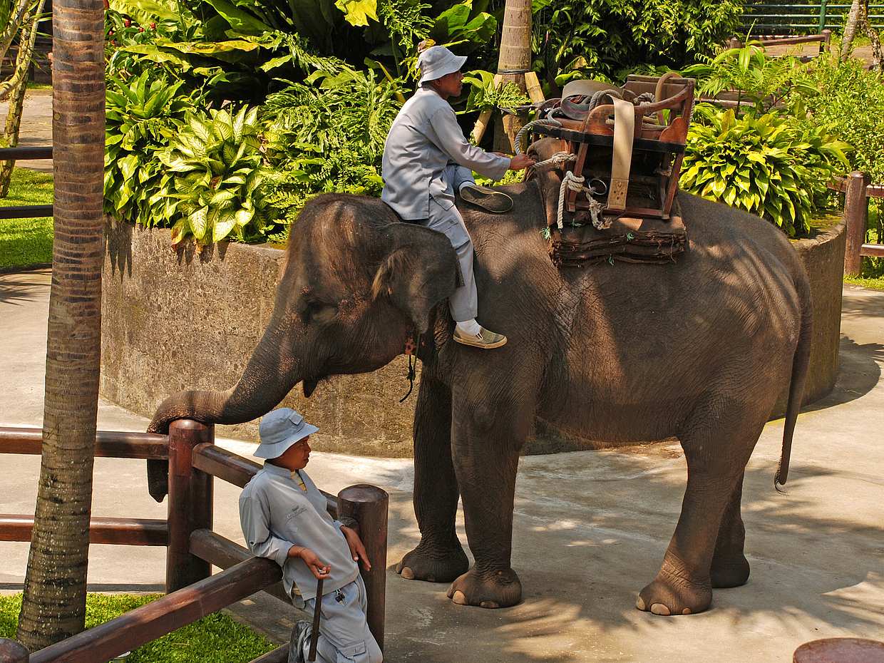 Bali Elephant Safari Park Tour, Indonesia