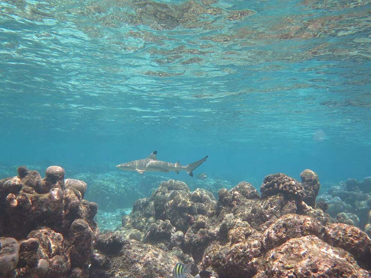 3 Point Snorkeling Tour in Maldives, Malé, photo 4