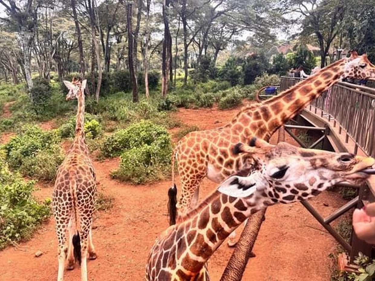 Giraffe Centre, Kazuri Beads Maasai Collection Shopping Excursion in Kenya, Nairobi