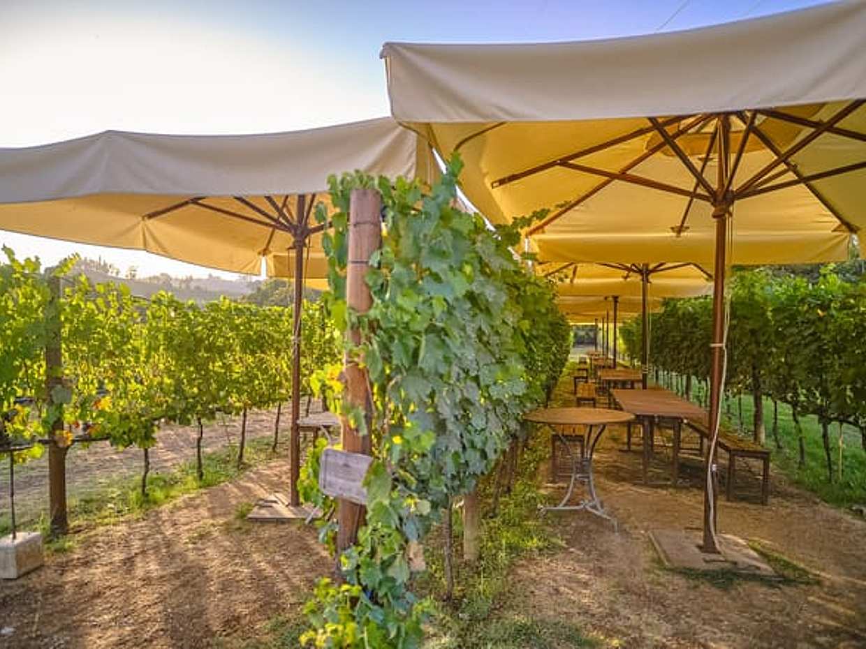 Small-Group Winery Tour with Tasting and Dinner in Chianti, photo 5
