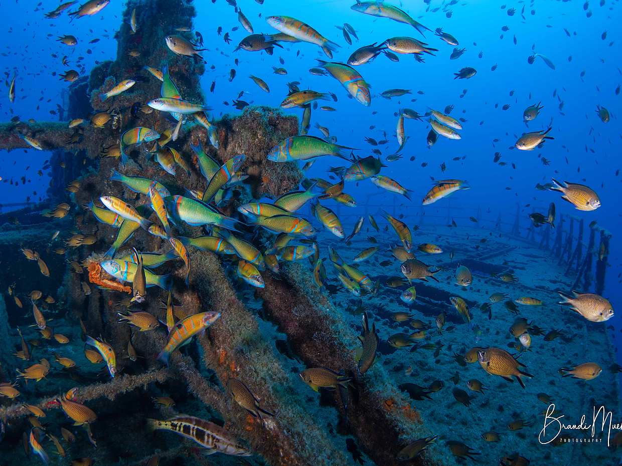 Buceo en la Isla de Porto Santo en Portugal.
