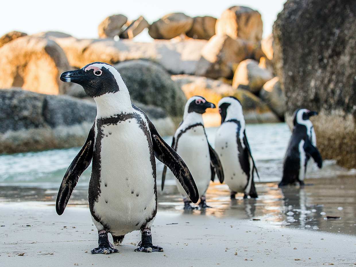 Full Day Cape Peninsula Trike Tour in South Africa, Cape Town, photo 5