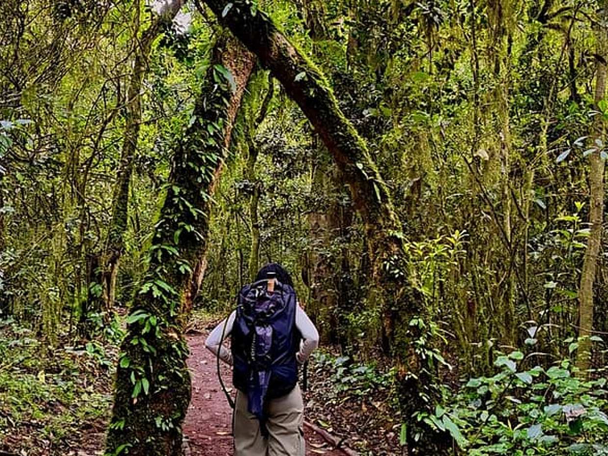 Kilimanjaro Rainforest Day Hike to Mandara Hut – Marangu Route, Tanzania, Moshi, photo 4