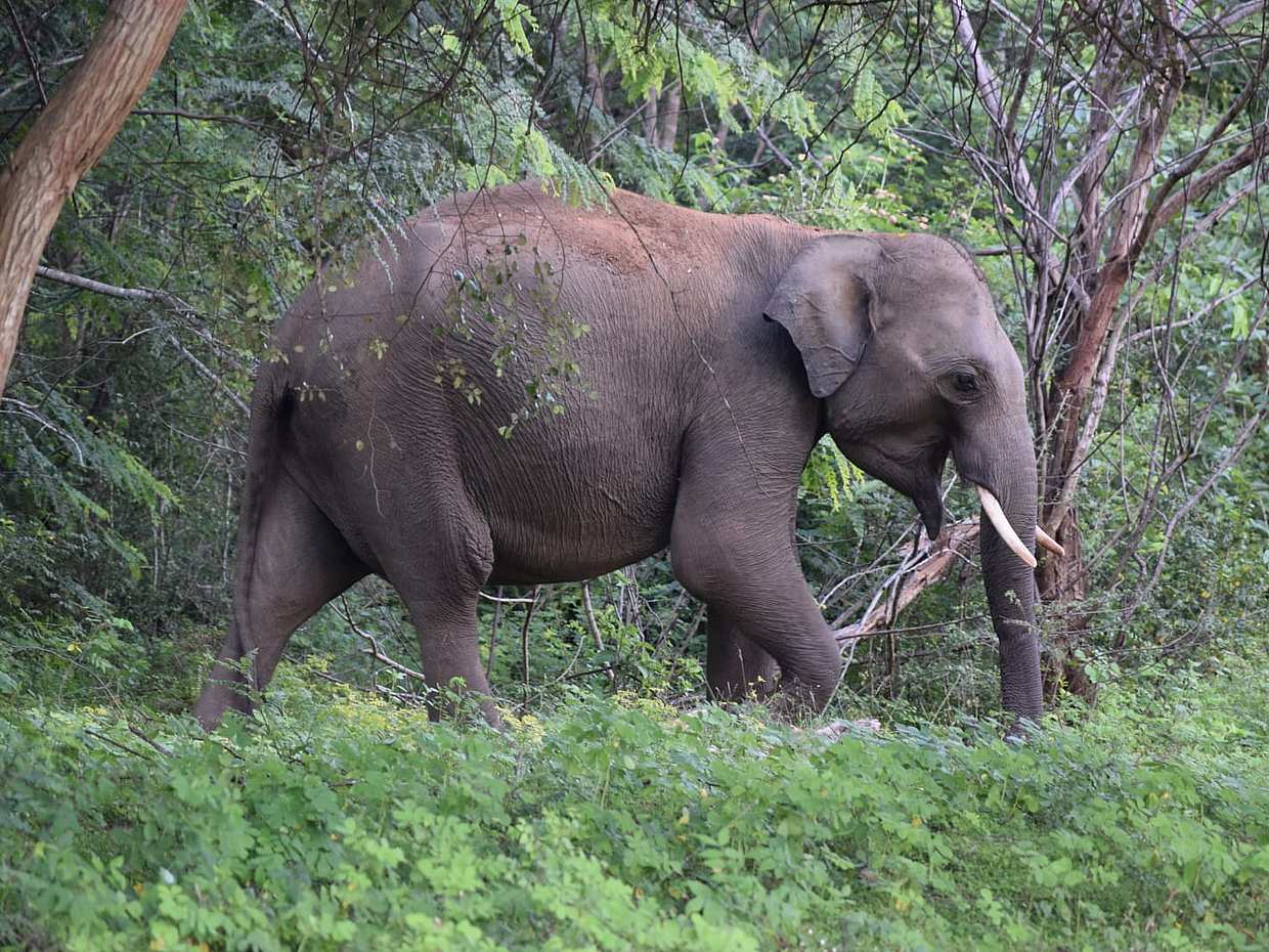 5 Day & 4 Night Sri Lanka Experience (KDH Van), Colombo, photo 4