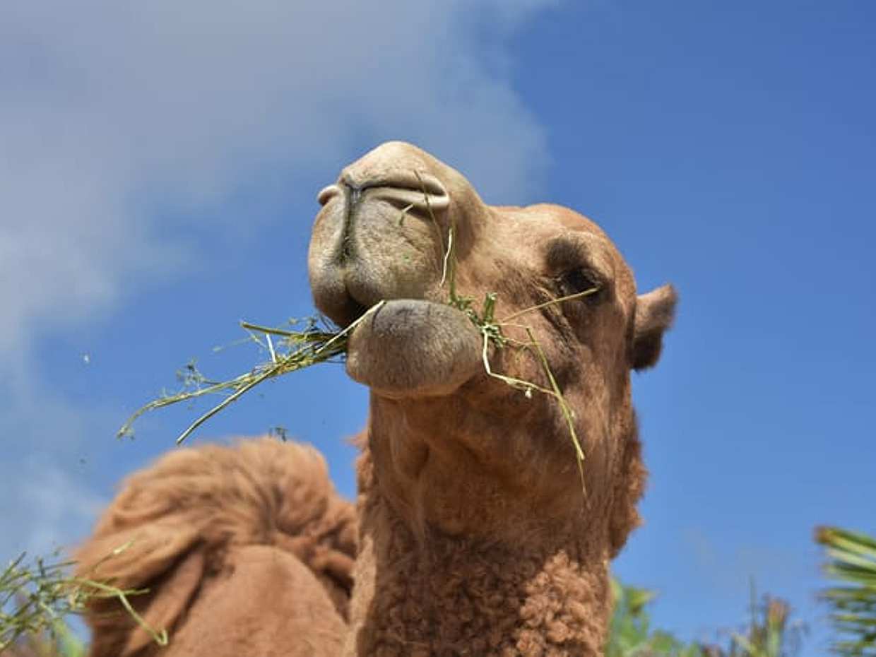 Tangier Kamelritt-Tour mit Abholung und Rücktransfer in Marokko, طنجة, photo 4
