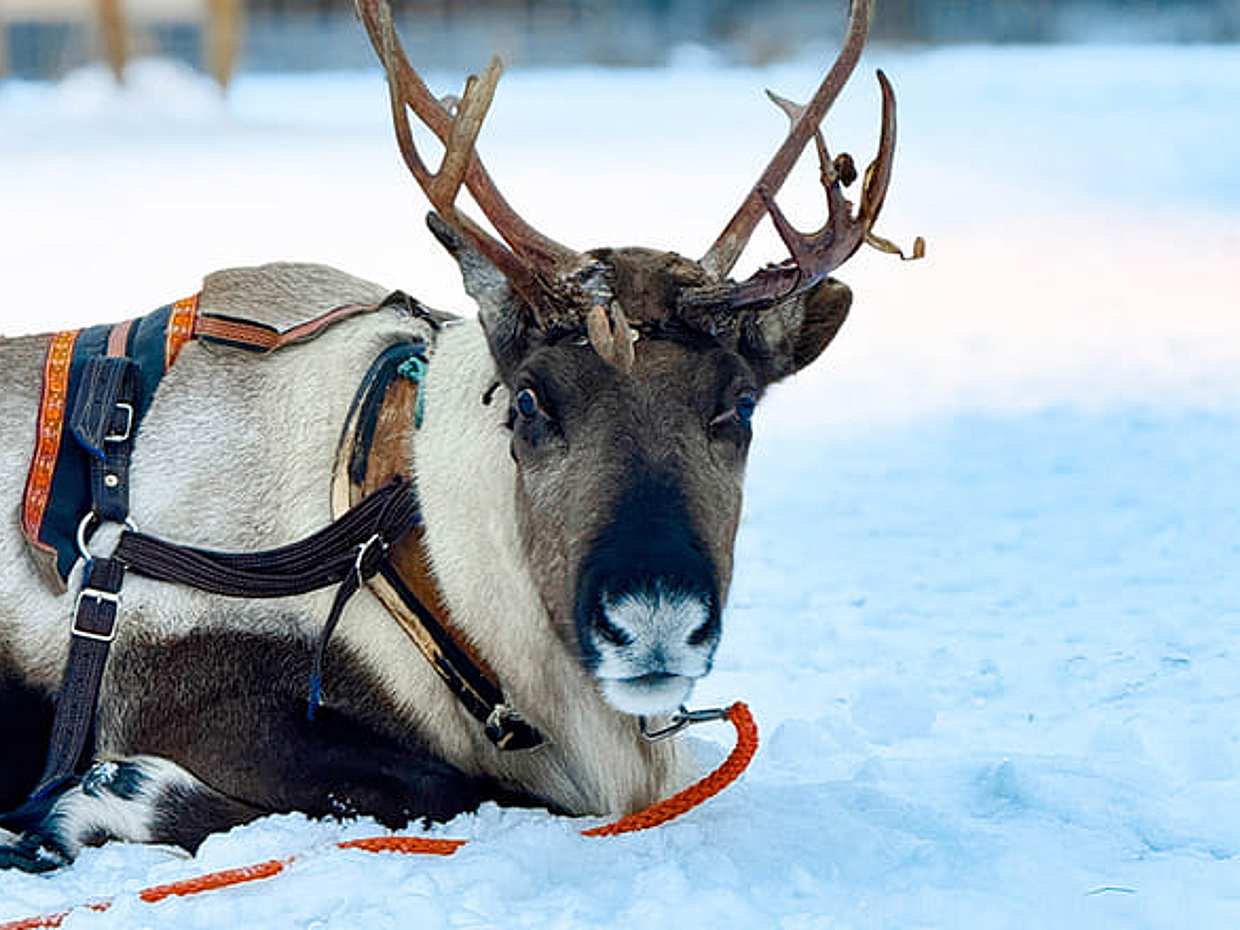 Super reindeer safari, photo 4