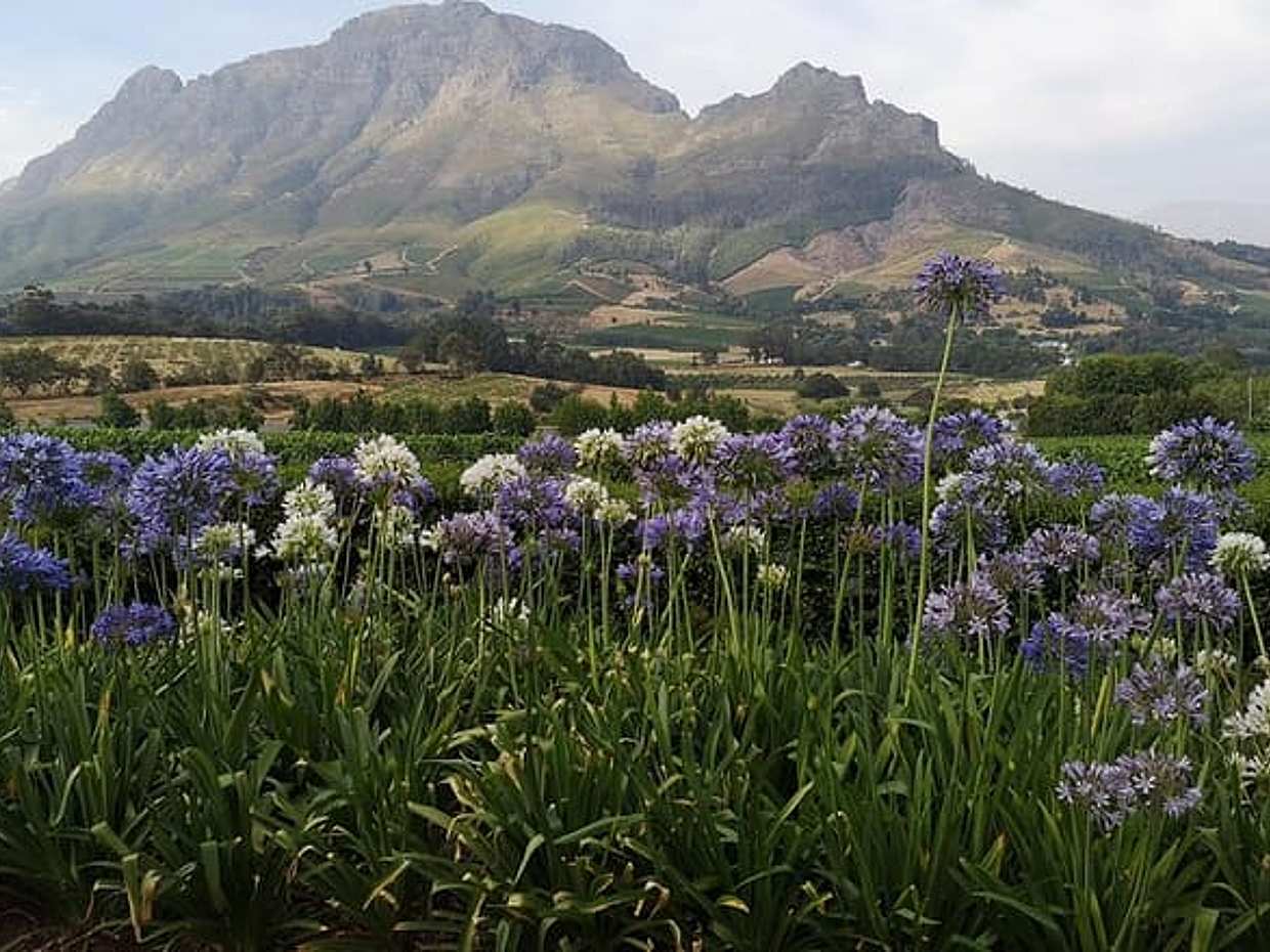 Private Cape Winelands Tour from Cape Town, photo 2