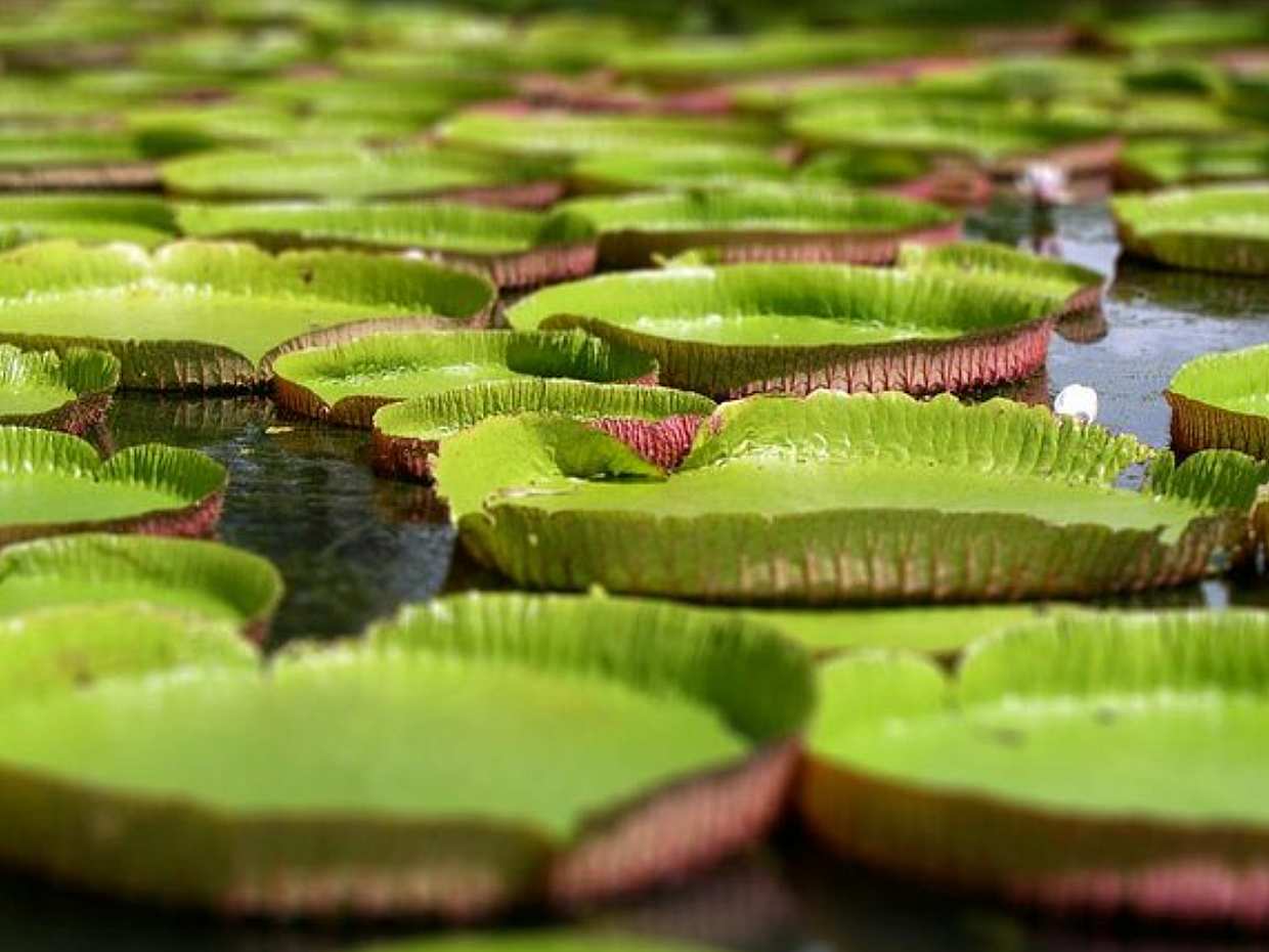 Excursión de un día al norte: Jardín Botánico, Museo del Azúcar y degustación de ron opcional, Mauricio.
, photo 3