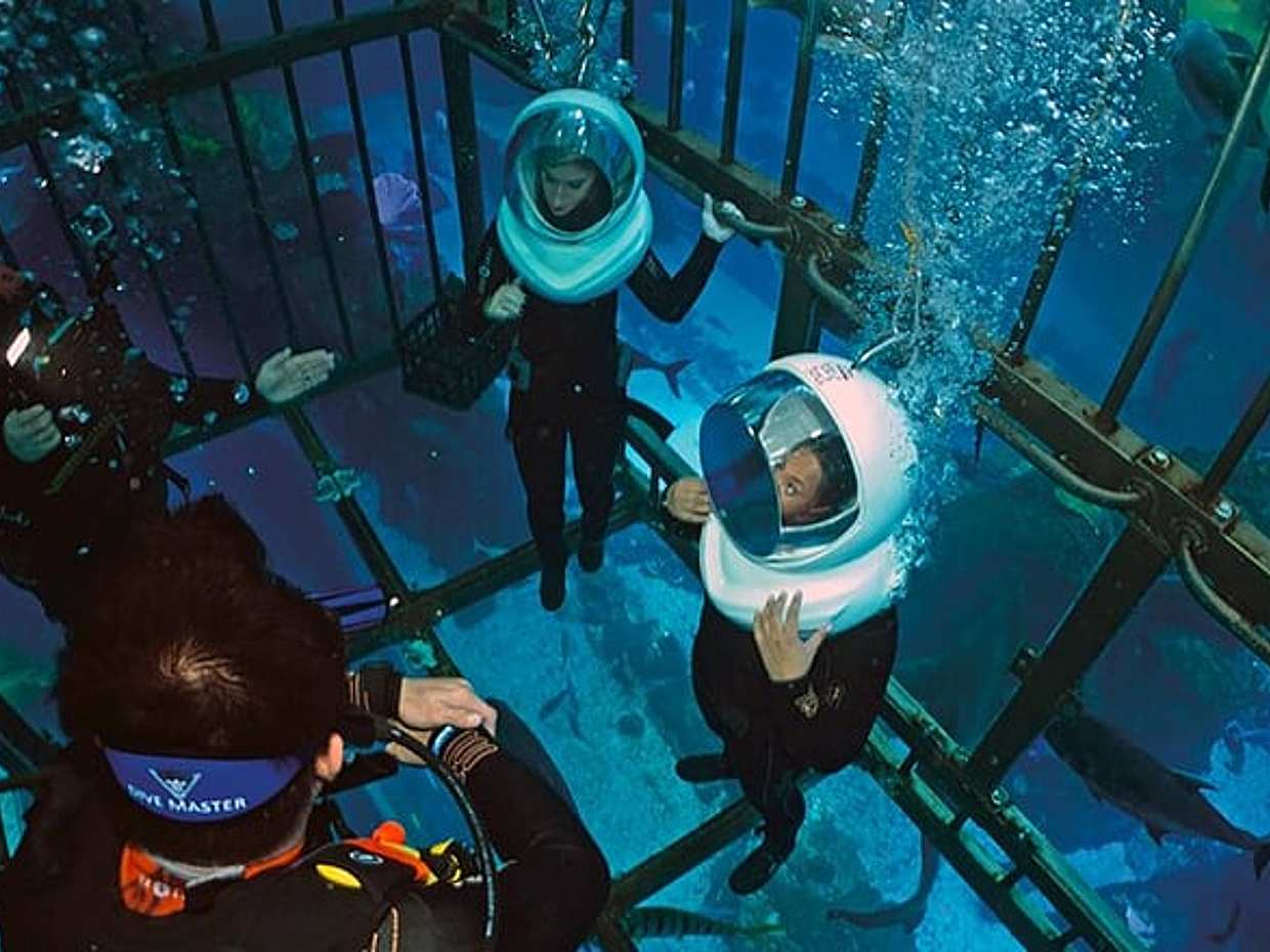 Shark Encounter
