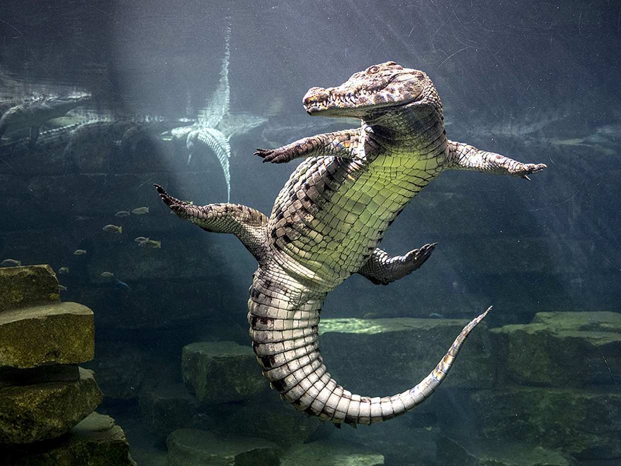 Dubai Crocodile Park Entrance Tickets in United Arab Emirates