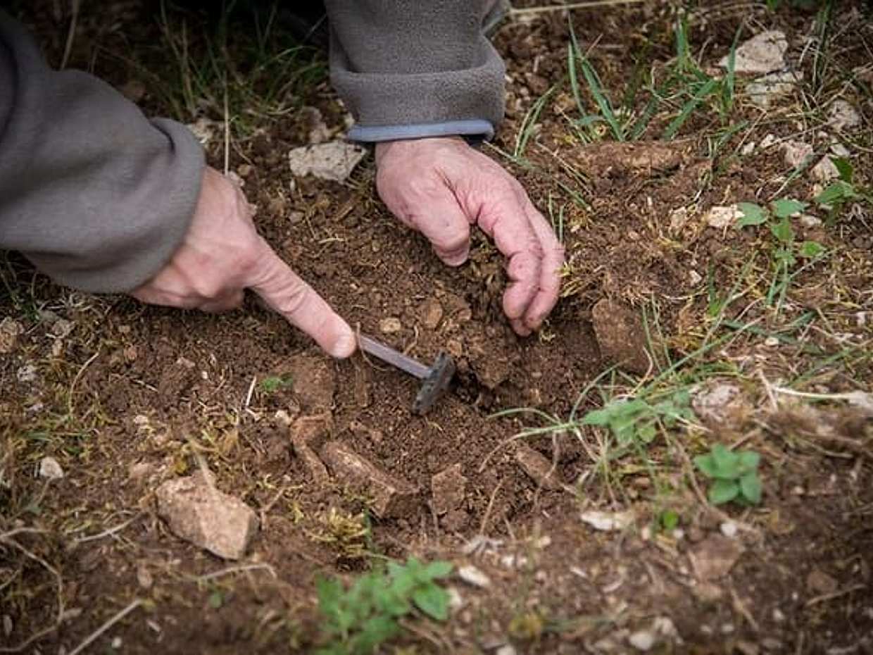 Truffle digging demonstration and tasting, photo 5