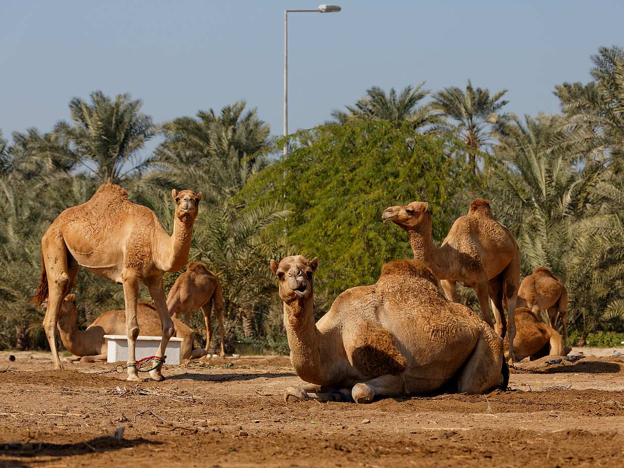 Private Liwa Übernacht-Safari in den Vereinigten Arabischen Emiraten, Abu Dhabi
, photo 2