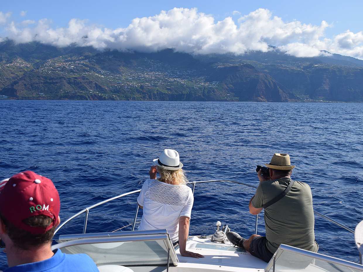 Whales & Dolphins Watching Cruise from Calheta, Madeira in Portugal, Estreito da Calheta, photo 3
