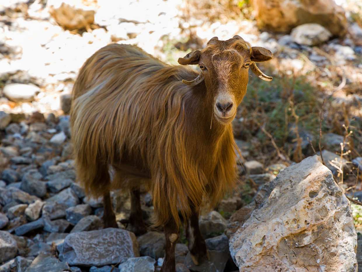 Imbros Gorge from Chania in Greece, photo 4