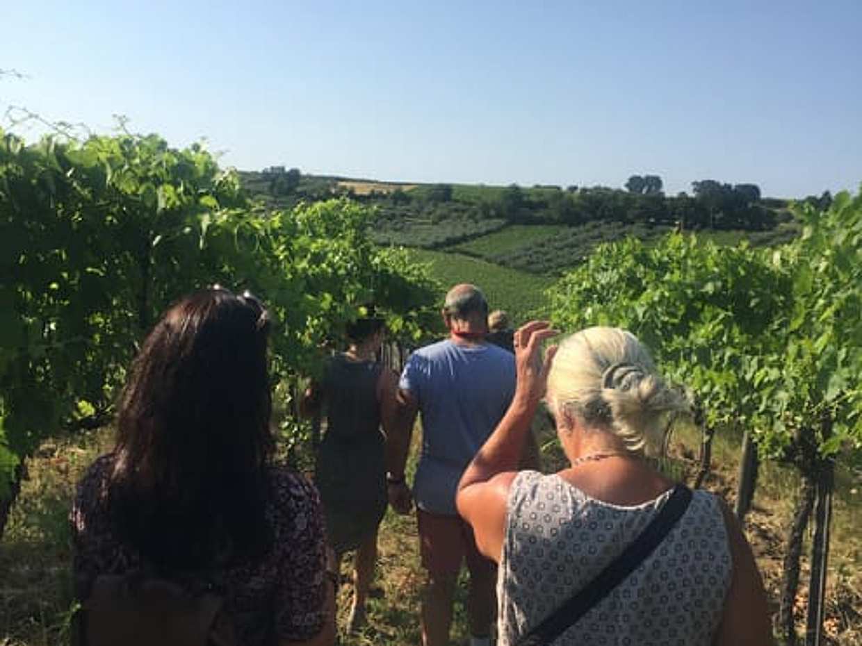Visit the winery, stroll through the vineyards, taste the Cantine Mucci Wine