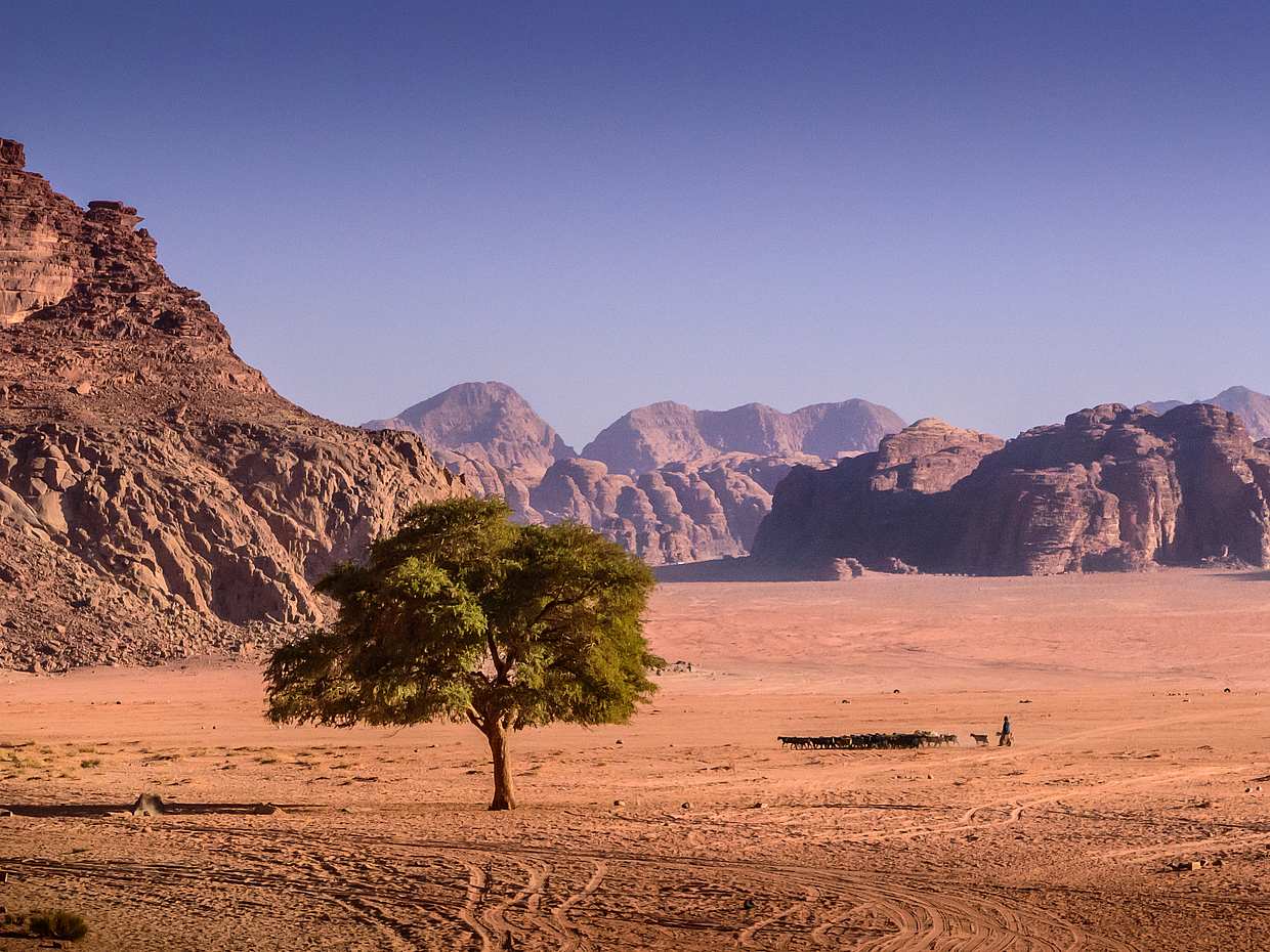 Wadi Rum Desert Bedouin Experience in Jordan, Wadi Rum Village, photo 2