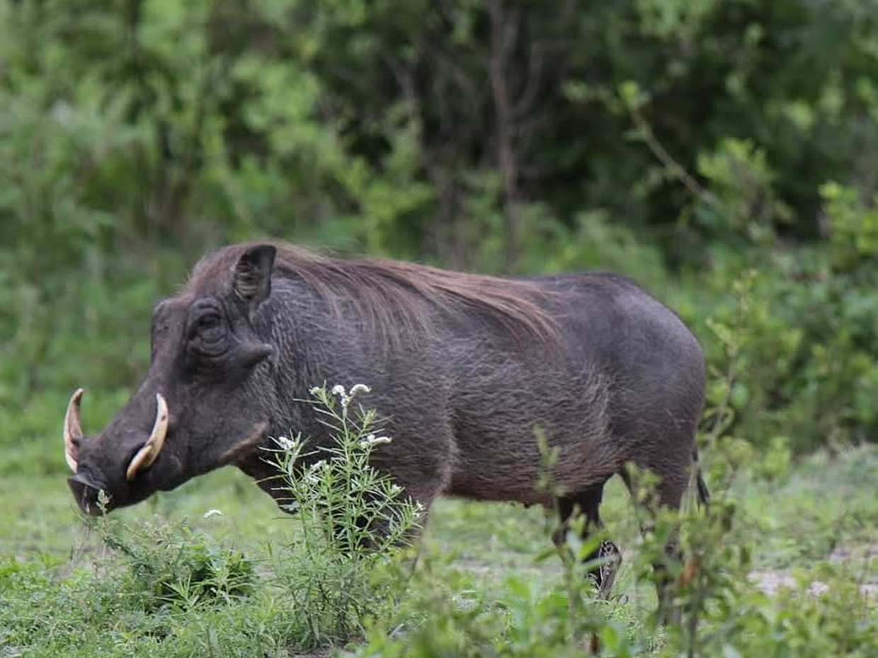 Tanzania: Day Safari in Tarangire National Park, Arusha, photo 3