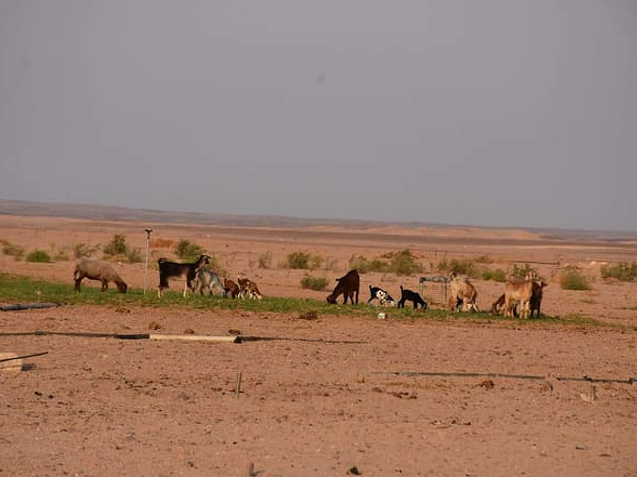 4x4 Safari: Marsa Alam Desert Adventure, photo 4