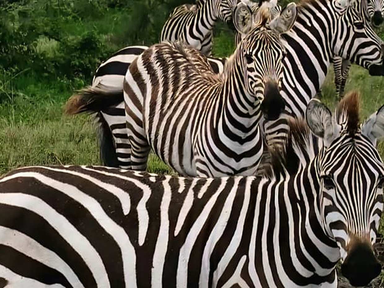 2-Day Tanzania Safari | Tarangire & Ngorongoro Big Five Experience, Arusha, photo 5