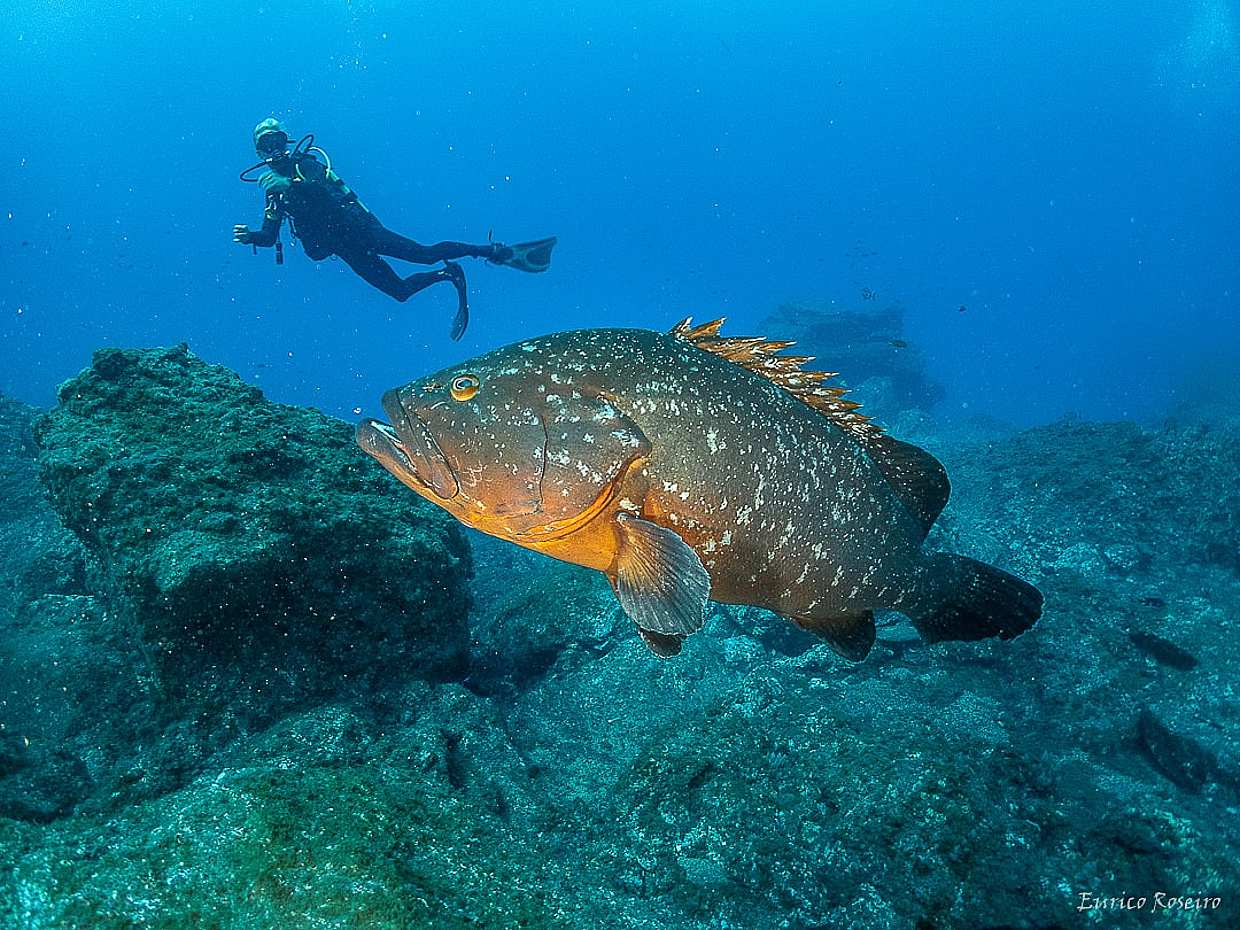 Zostań certyfikowanym nurkiem Open Water Diver na Azorach - São Miguel - Twoja podwodna przygoda zaczyna się tutaj! w Portugalii.
, photo 2