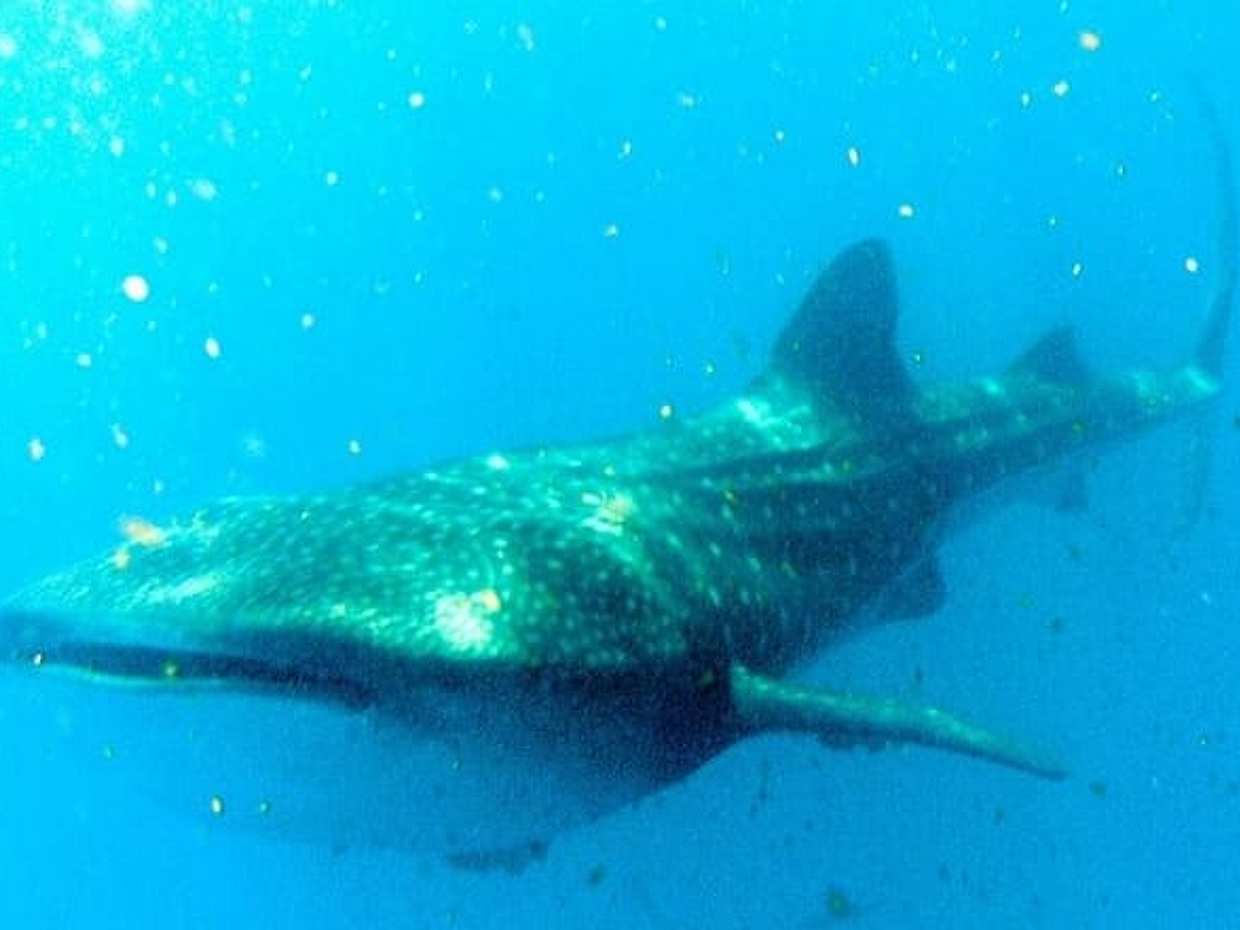 Adventure and Snorkel with the Whale Shark From Playa del Carmen, photo 3