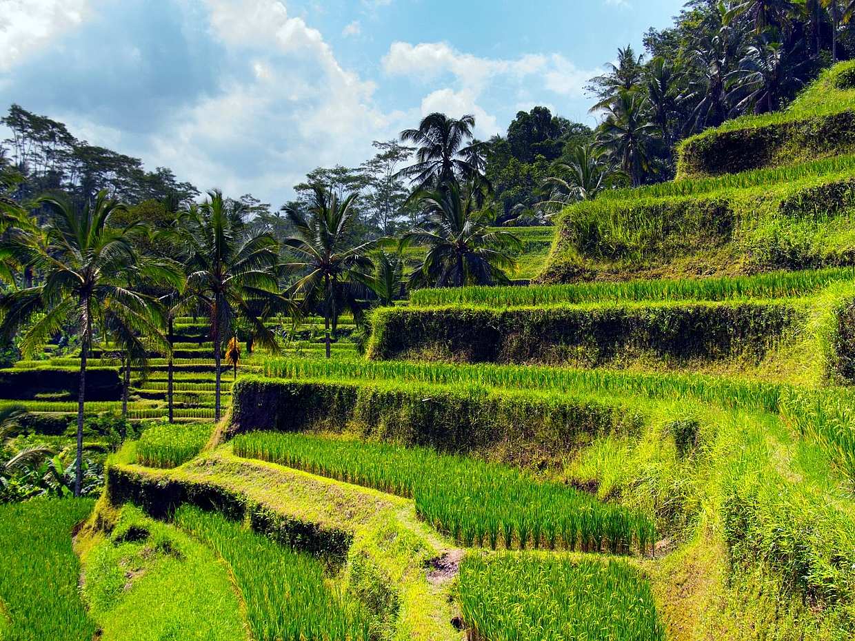 Customizable Private Experience in Bali, photo 2