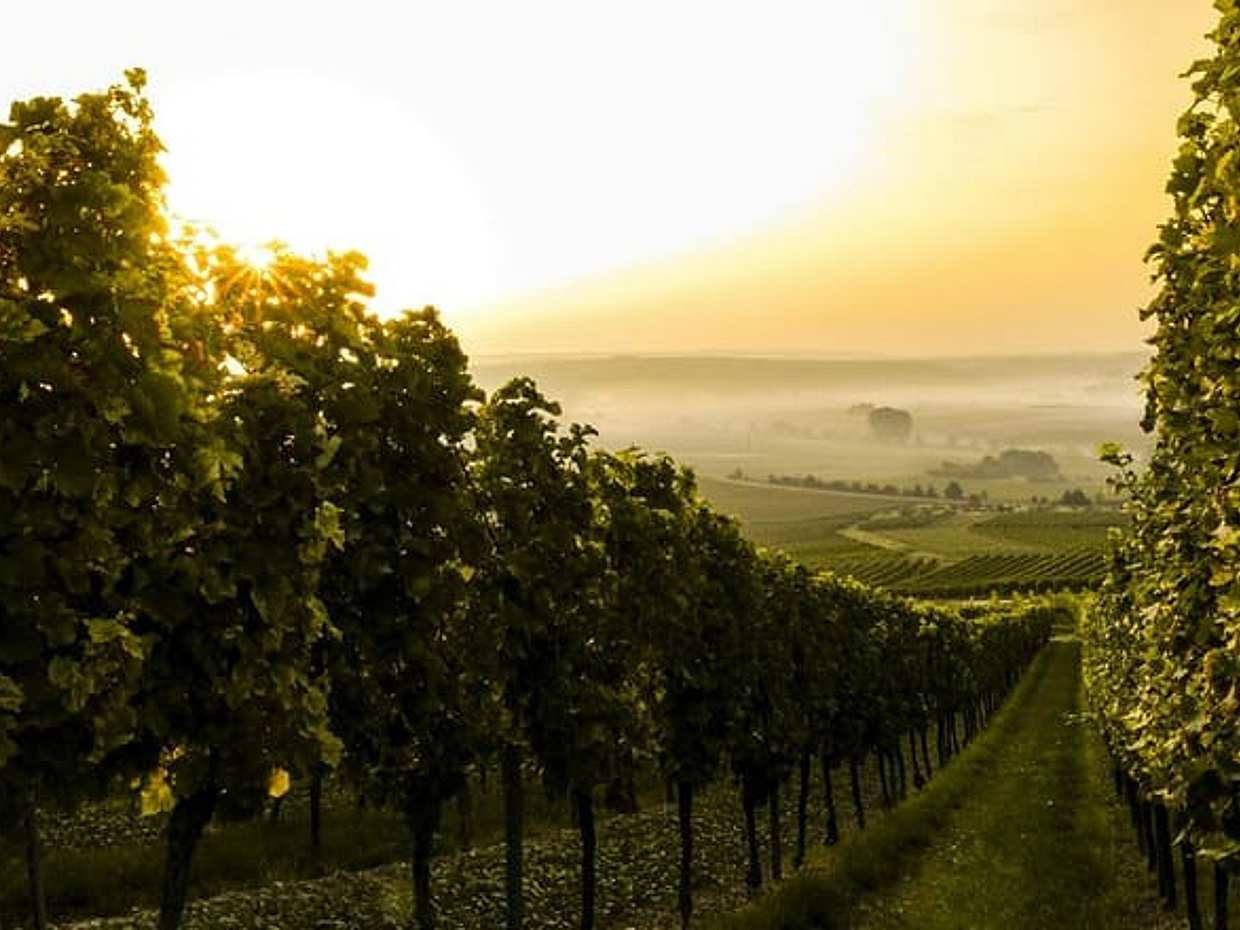 Private Tour in Winery Area with transfer From Vienna to Prague in Austria, photo 2
