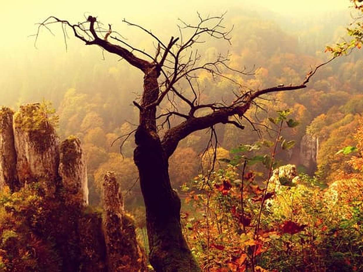 Eagle's Nests Trail with Pieskowa Skala and Ojcow castle - PRIVATE tour from Krakow (4h), photo 3