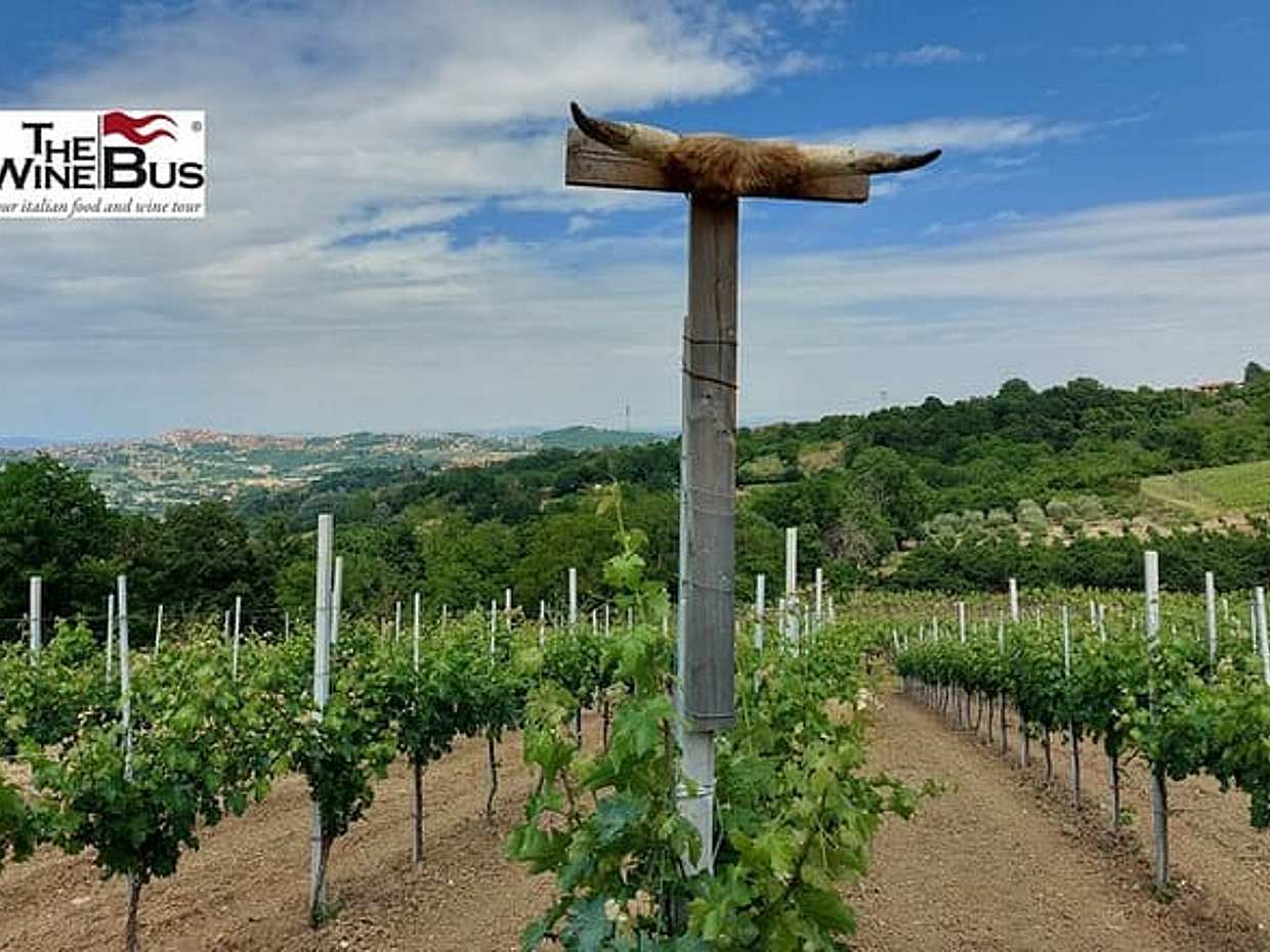 Private Irpinia Wine Tour from NAPLES with sommelier, photo 5
