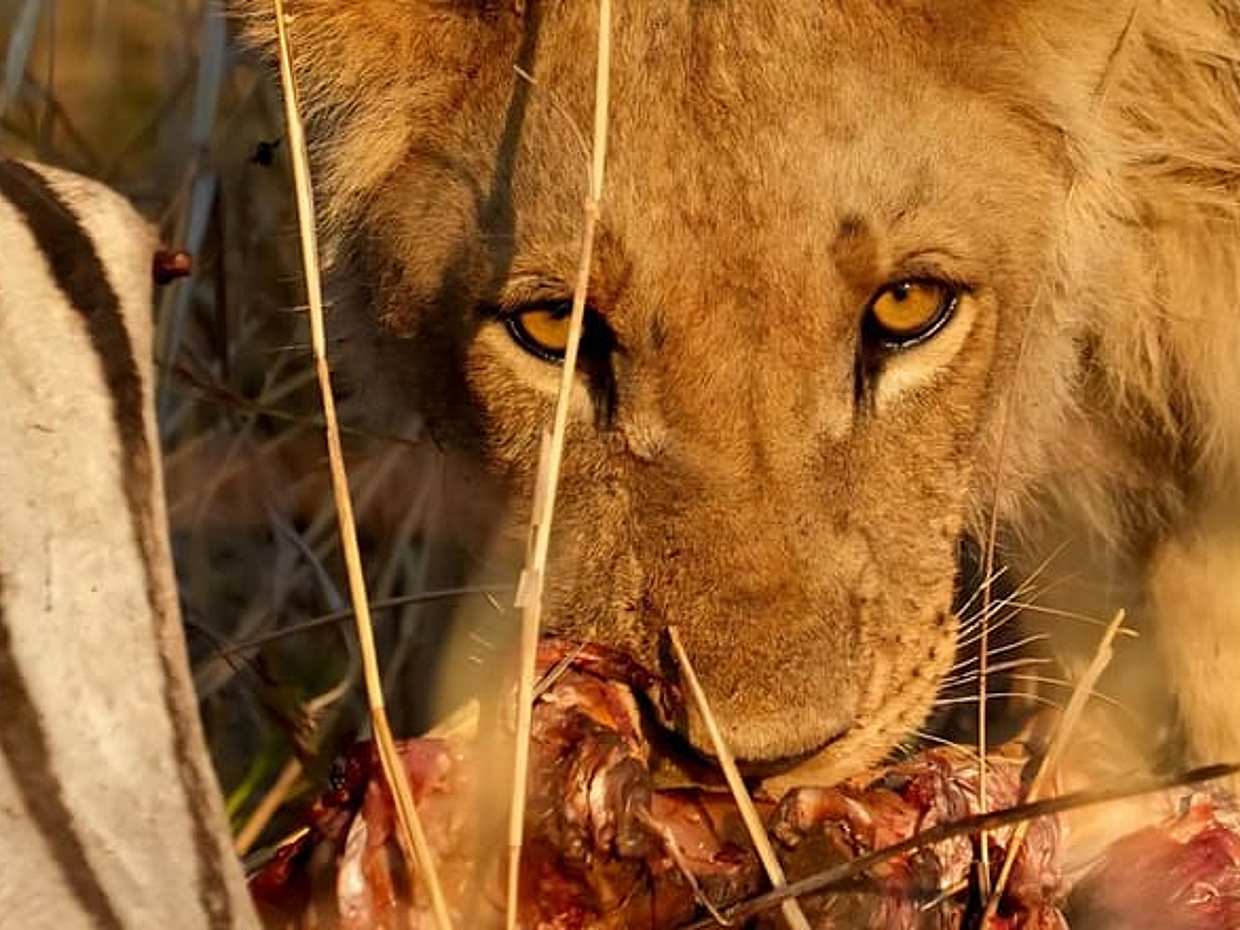 Tanzanya Safari: Serengeti, Ngorongoro ve Manyara Gölü | Büyük Beşli Yaban Hayatı Deneyimi, Arusha", photo 4