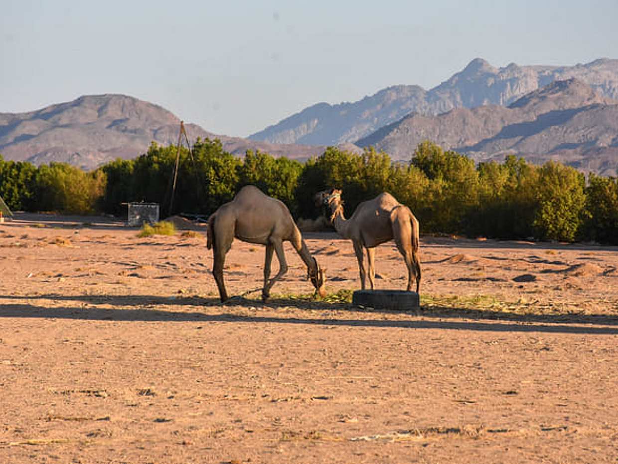 TH Exclusives: Phoenix of the Desert - Authentic Safari in Hurghada, photo 3
