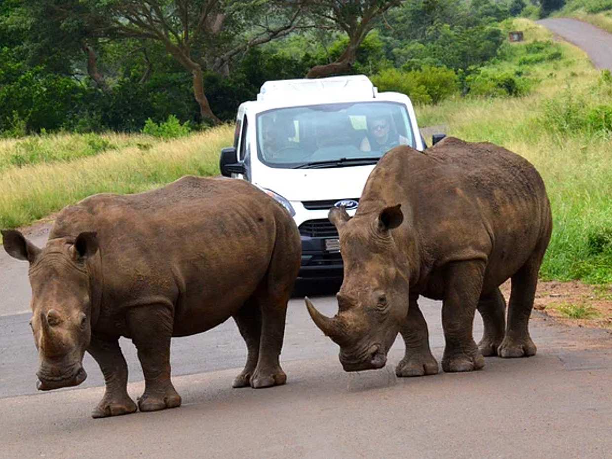 Hluhluwe Imfolozi Safari y Excursión de un Día a la Aldea Cultural DumaZulu en Sudáfrica, Durban.
, photo 4