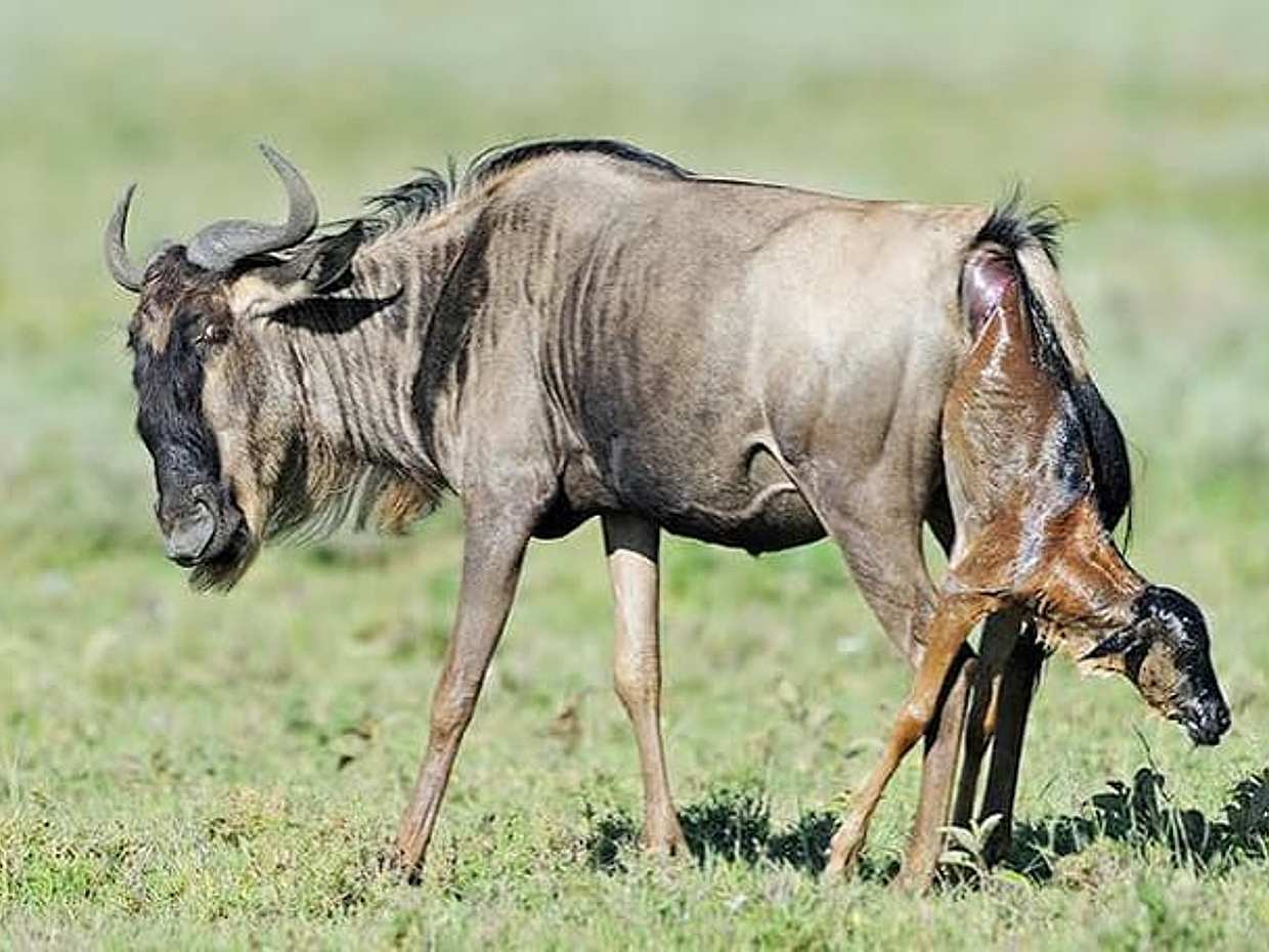 "Safari de 5 jours sur la Grande Migration : Serengeti central et saison des mises bas de Ndutu, Tanzanie".