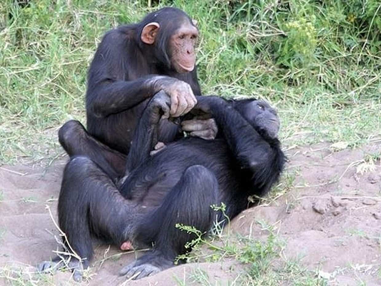 Ol Pejeta Conservancy Day Tour from Nairobi, photo 2