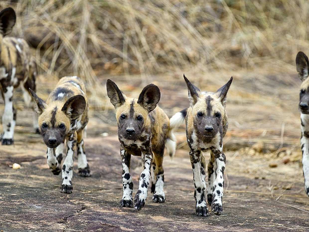 From Zanzibar: Selous Safari 2-day Private Tour with Flight in Tanzania, photo 5