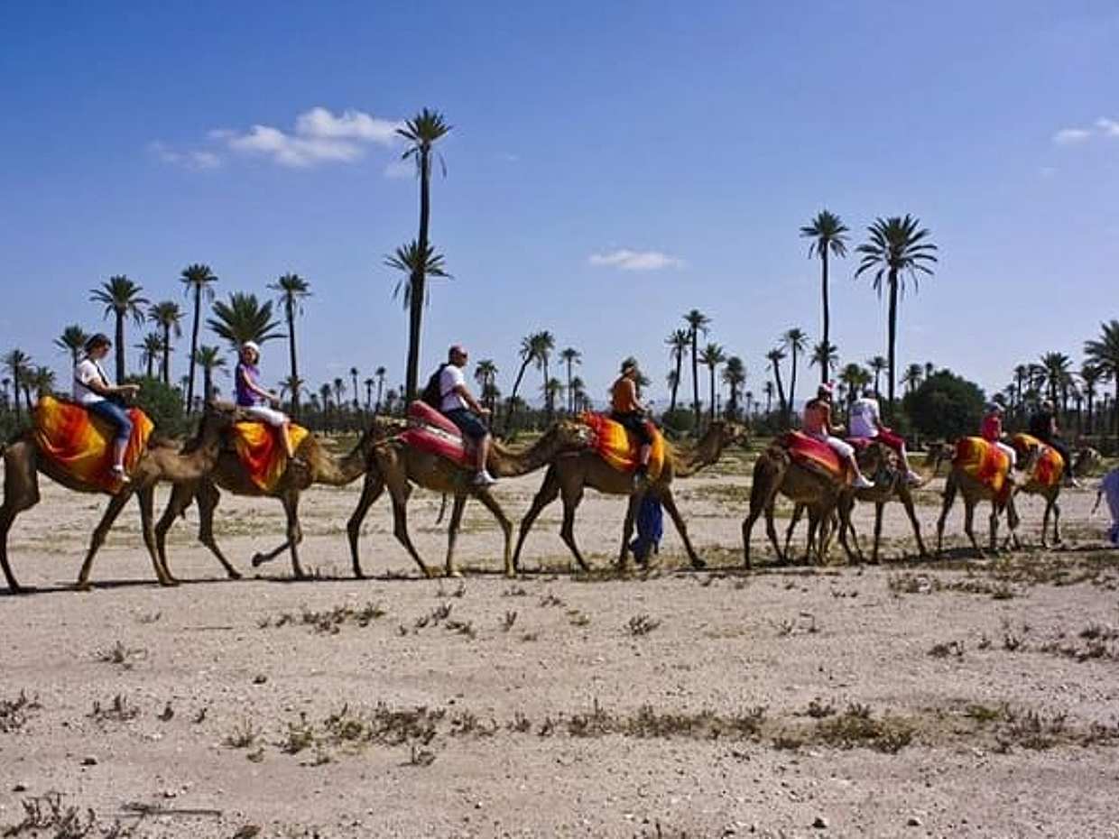 Camel Ride in Marrakech Palm Grove, photo 2