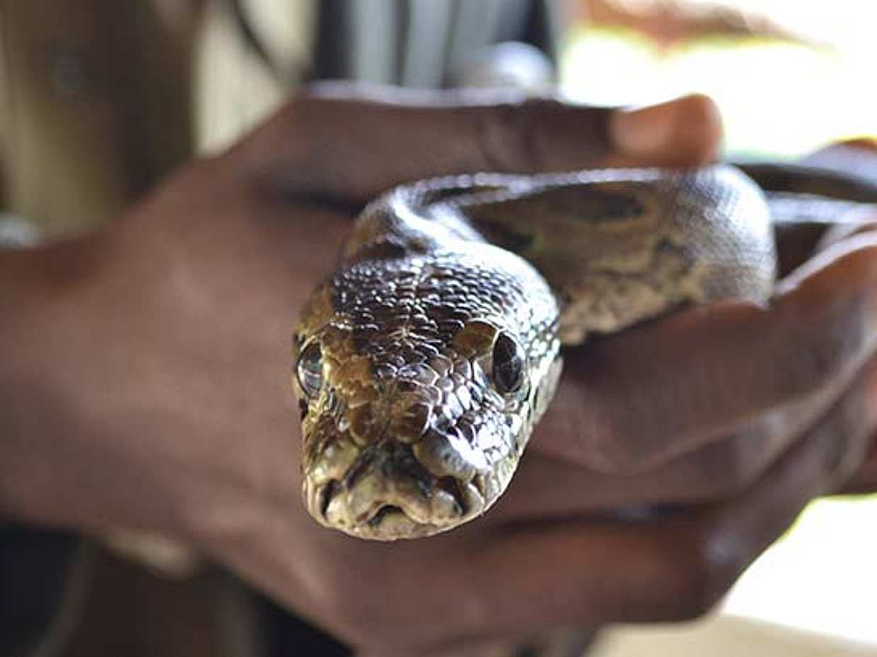 Meserani Snake Park Walking Tour from Arusha in Tanzania, photo 3