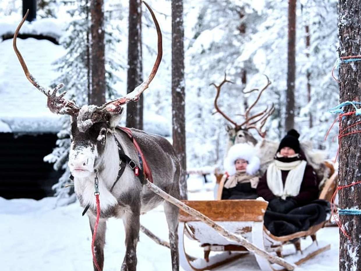 Reindeer farm and reindeer safari express 1 km, Levi, photo 3