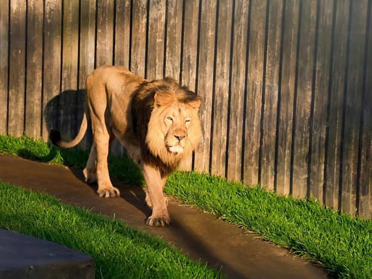 Prague Zoo Online Audio Guide, photo 3