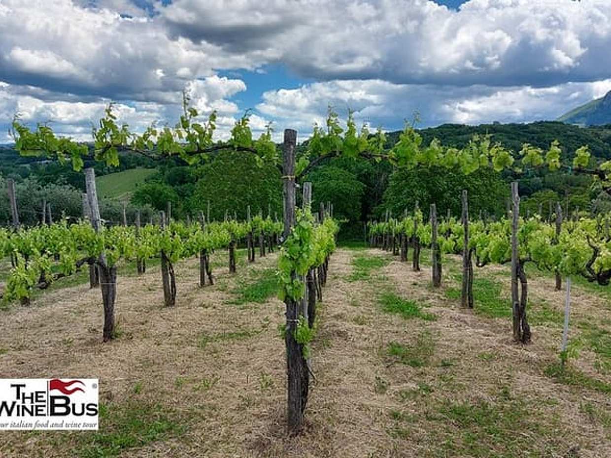 Private Irpinia Wine Tour from POSITANO, AMALFI or RAVELLO, photo 4