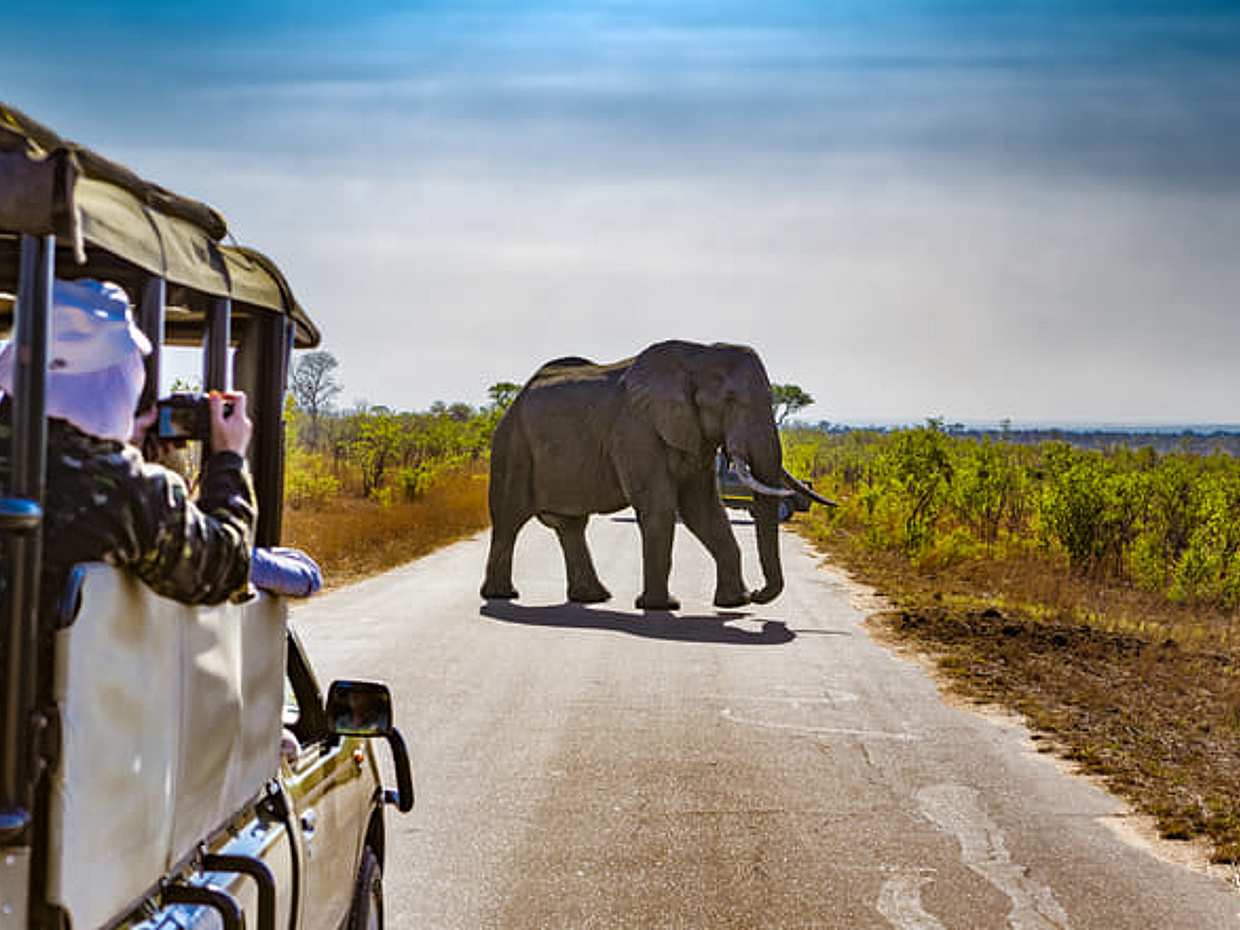 An Unforgettable Safari from Johannesburg to Pilanesberg in South Africa, Gauteng
